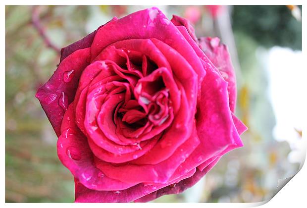 Red Rose with droplets Print by Nigel Barrett Canvas