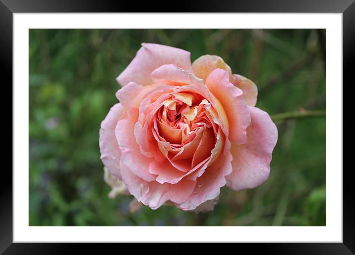 Pink Rose Framed Mounted Print by Nigel Barrett Canvas