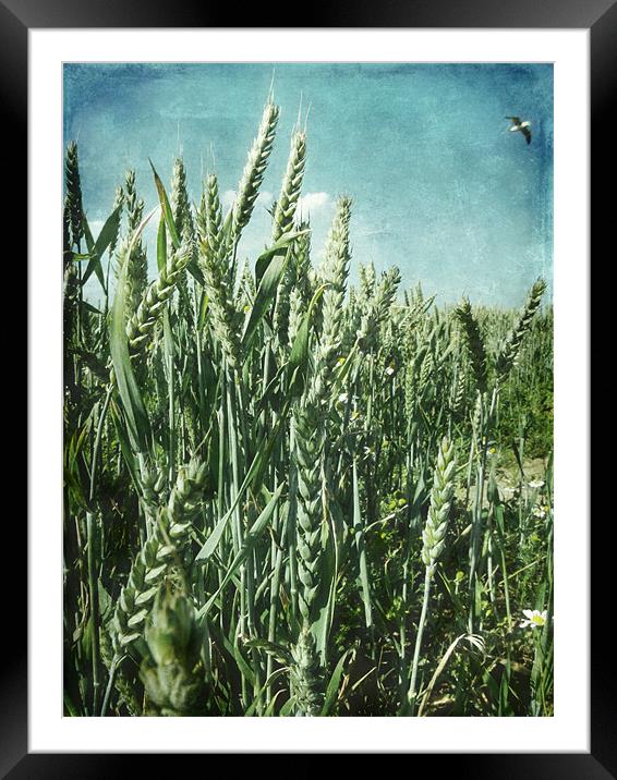 Summer Harvest Framed Mounted Print by Sarah Couzens