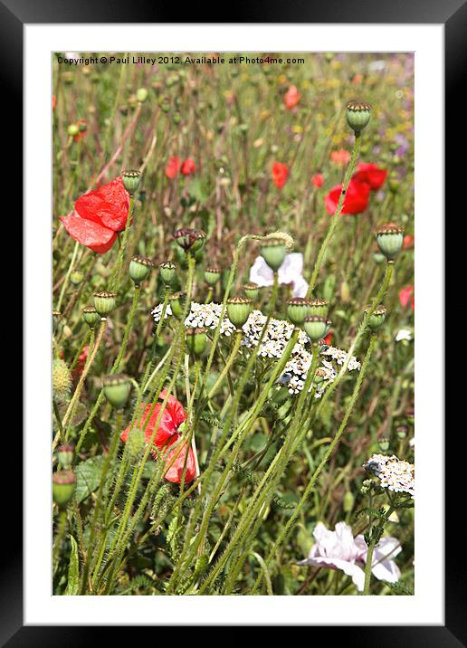 Vibrant Wildflower Roadside Framed Mounted Print by Digitalshot Photography