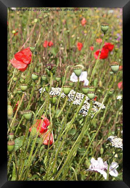 Vibrant Wildflower Roadside Framed Print by Digitalshot Photography
