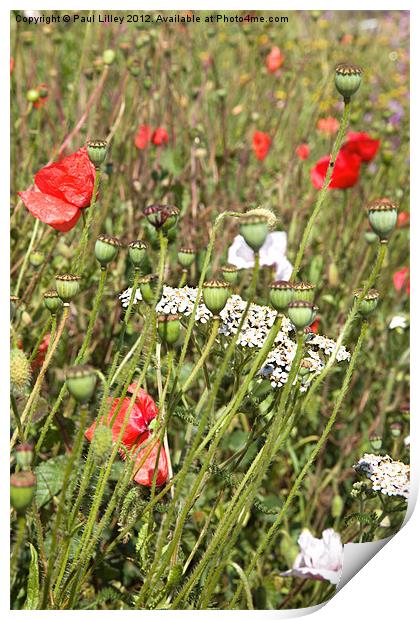 Vibrant Wildflower Roadside Print by Digitalshot Photography