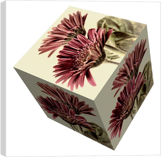 Gerbera Cube on White Canvas Print by Steve Purnell