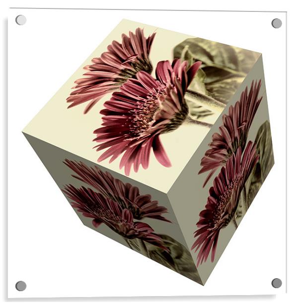 Gerbera Cube on White Acrylic by Steve Purnell