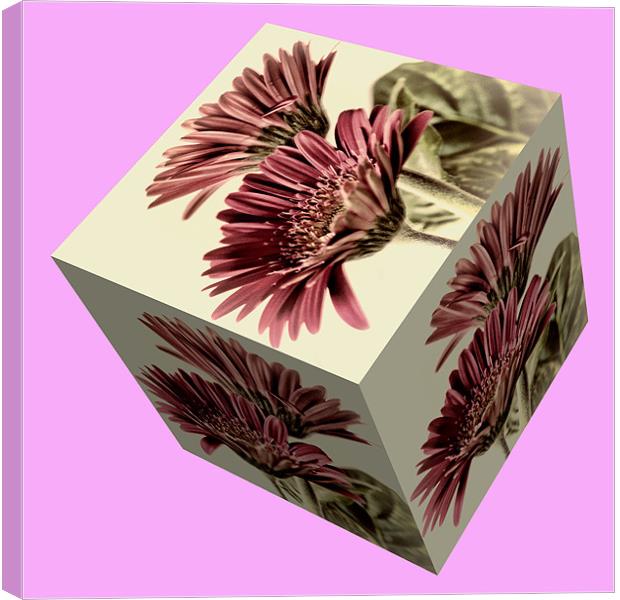 Gerbera Cube on Pink Canvas Print by Steve Purnell