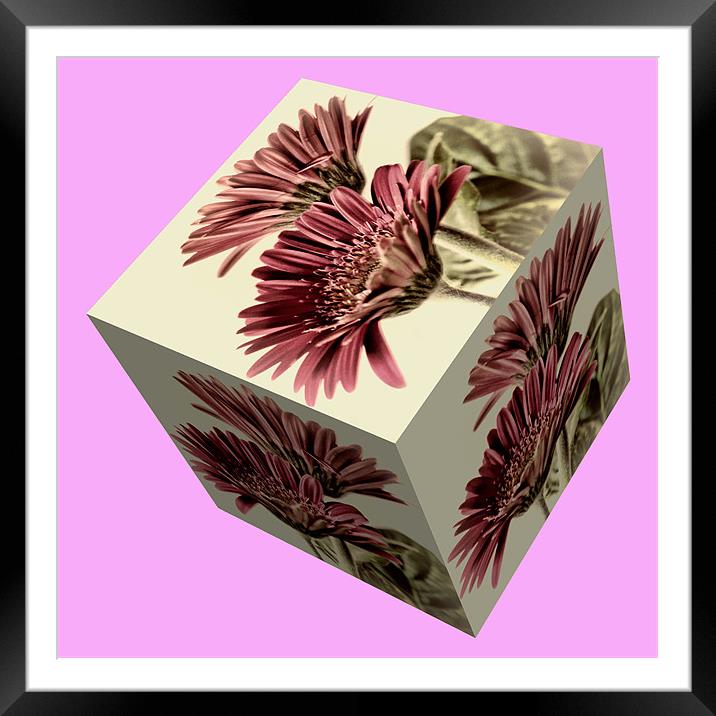 Gerbera Cube on Pink Framed Mounted Print by Steve Purnell
