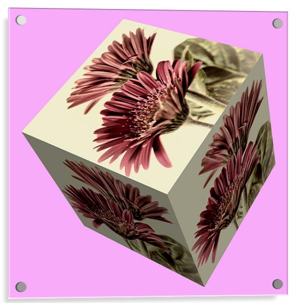 Gerbera Cube on Pink Acrylic by Steve Purnell