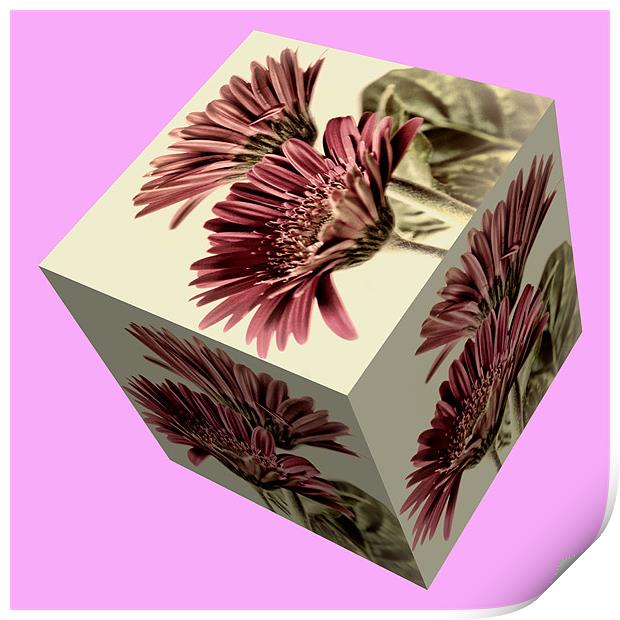 Gerbera Cube on Pink Print by Steve Purnell
