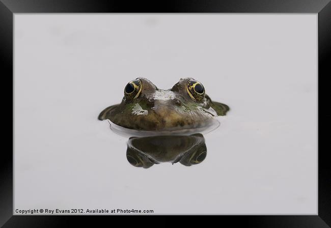 Reflecting Toad Framed Print by Roy Evans