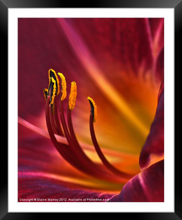 Day Lily Flower Framed Mounted Print by Elaine Manley