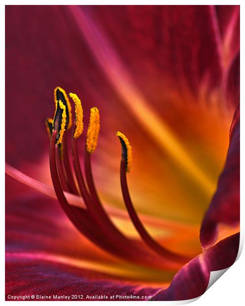 Day Lily Flower Print by Elaine Manley