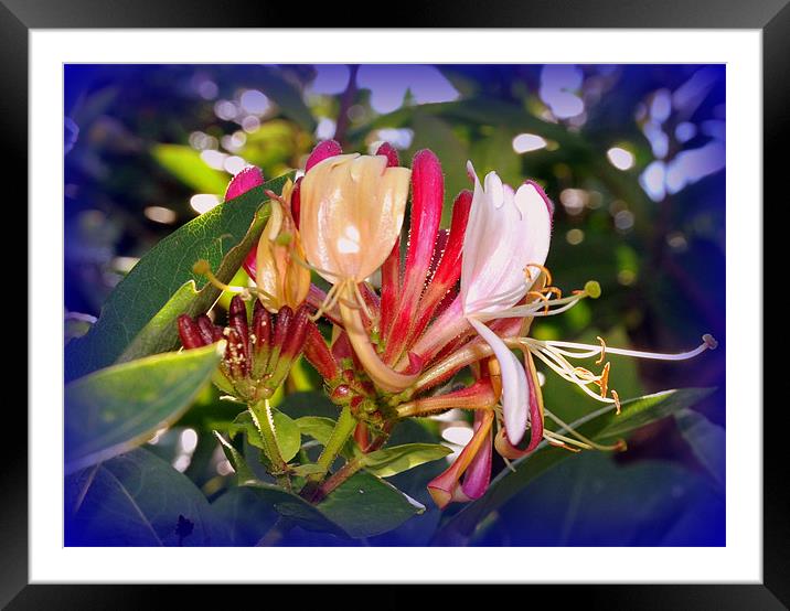 Honeysuckle Framed Mounted Print by sue davies