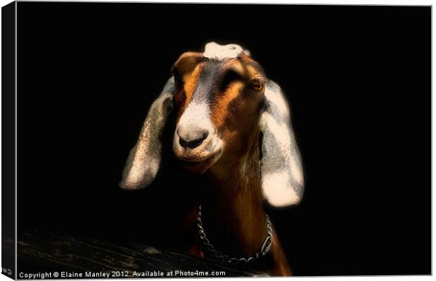Nubian Goat       Animal  Canvas Print by Elaine Manley