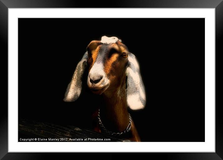 Nubian Goat       Animal  Framed Mounted Print by Elaine Manley