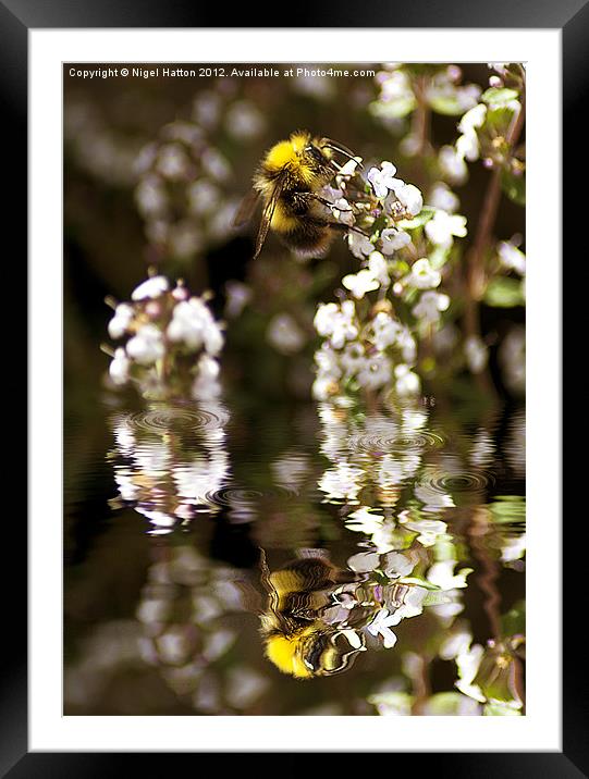 Bee Reflection Framed Mounted Print by Nigel Hatton