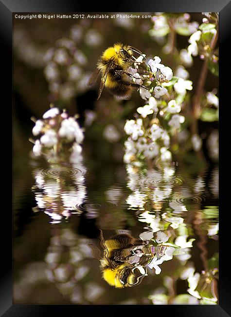 Bee Reflection Framed Print by Nigel Hatton