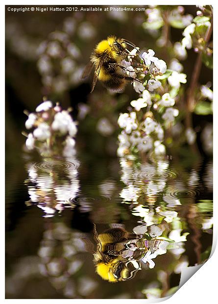 Bee Reflection Print by Nigel Hatton