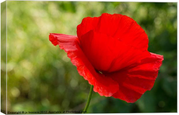 temporary beauty Canvas Print by Jo Beerens