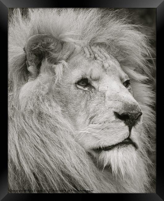 Lion watches his pride Framed Print by Roy Evans