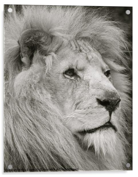 Lion watches his pride Acrylic by Roy Evans