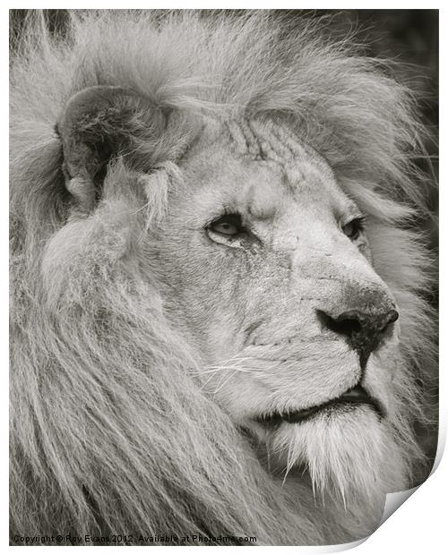 Lion watches his pride Print by Roy Evans
