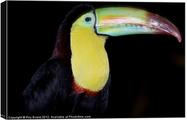 Toucan see me? Canvas Print by Roy Evans