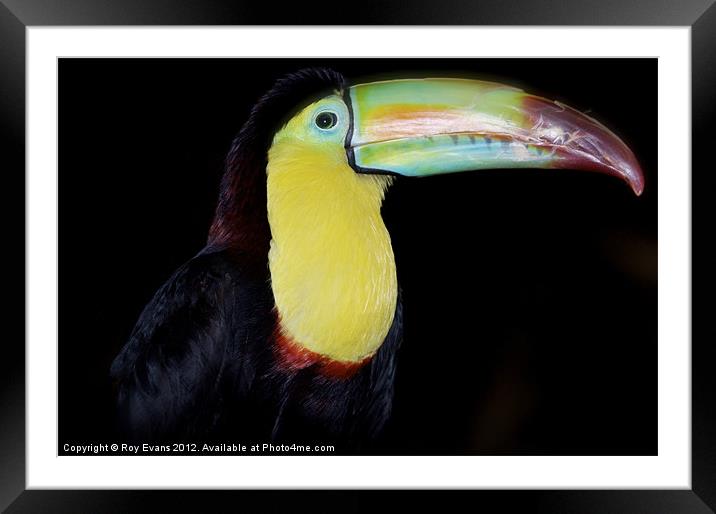 Toucan see me? Framed Mounted Print by Roy Evans