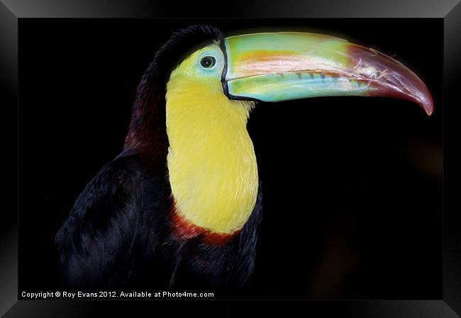 Toucan see me? Framed Print by Roy Evans