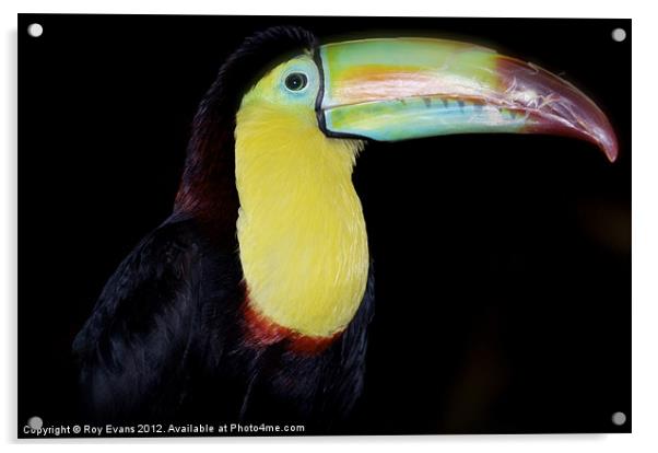 Toucan see me? Acrylic by Roy Evans