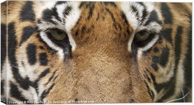 Tigers eyes Canvas Print by Roy Evans