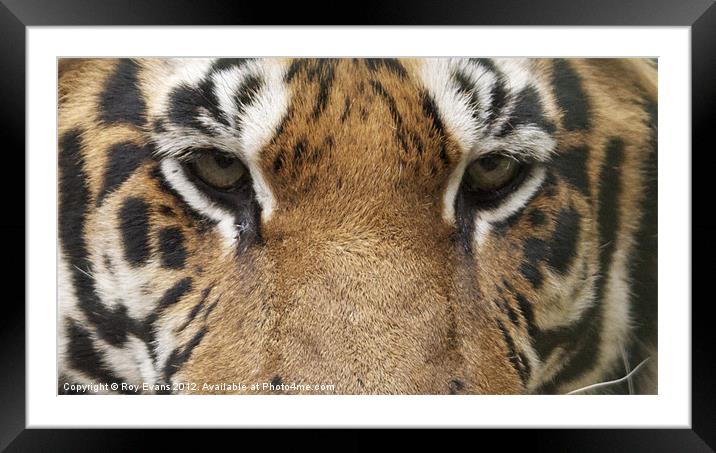Tigers eyes Framed Mounted Print by Roy Evans