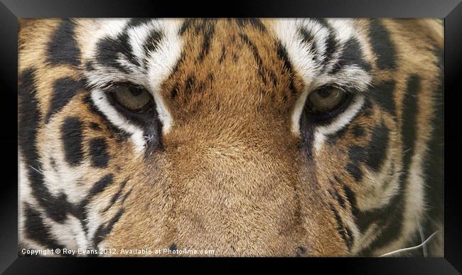 Tigers eyes Framed Print by Roy Evans