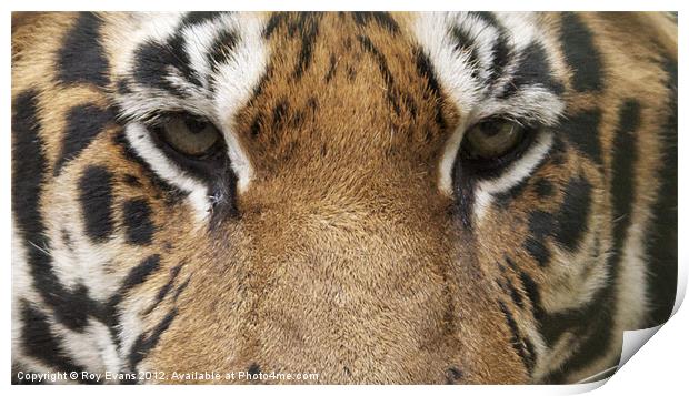 Tigers eyes Print by Roy Evans
