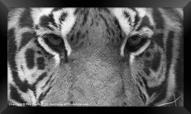 Tigers eyes - B/W Framed Print by Roy Evans