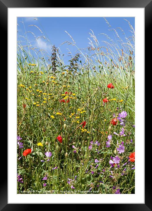 Vibrant Wildflower Paradise Framed Mounted Print by Digitalshot Photography