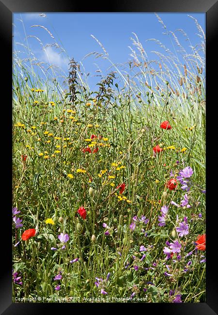 Vibrant Wildflower Paradise Framed Print by Digitalshot Photography