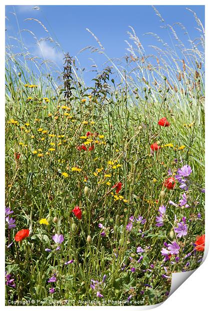 Vibrant Wildflower Paradise Print by Digitalshot Photography