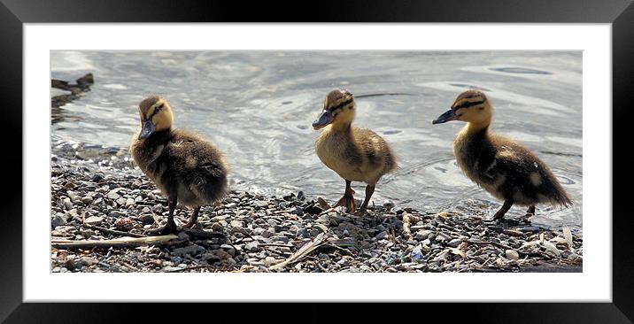 Quackers in ah Row Framed Mounted Print by Julie Ormiston