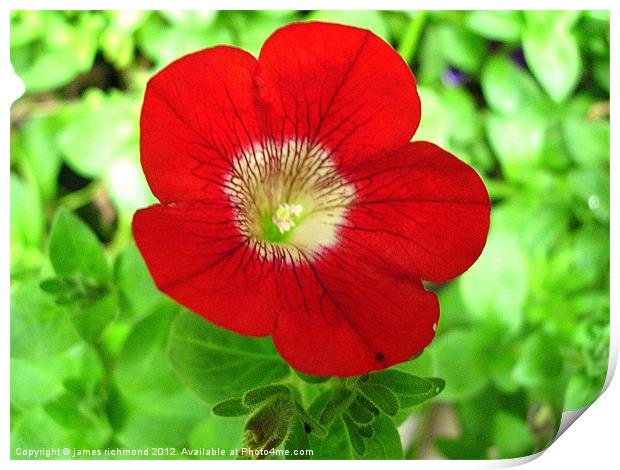 Red Flower - Morning Glory Print by james richmond