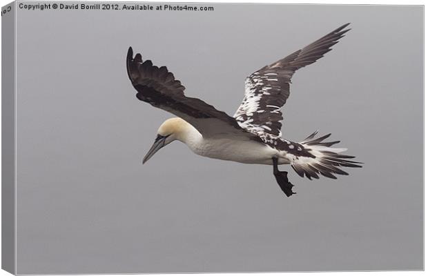 Young Gannet in Flight Canvas Print by David Borrill