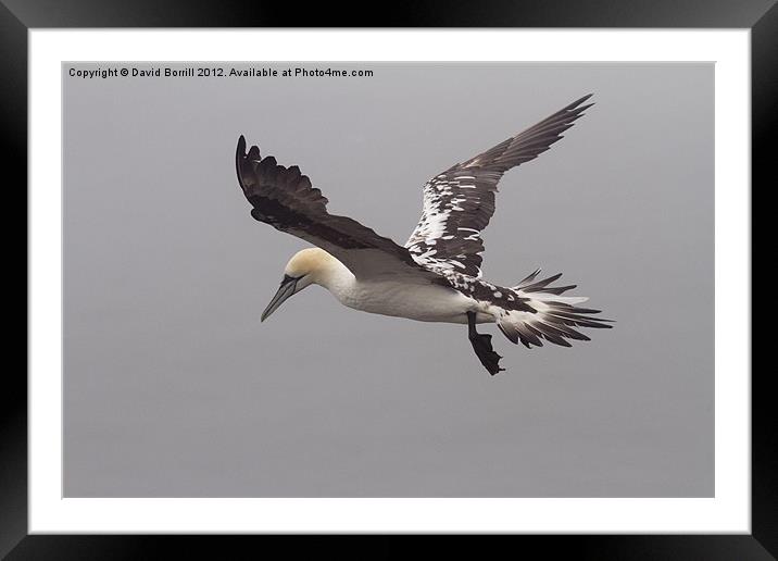 Young Gannet in Flight Framed Mounted Print by David Borrill