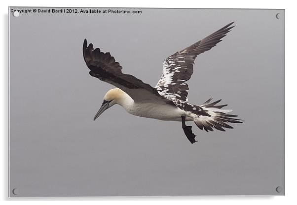 Young Gannet in Flight Acrylic by David Borrill