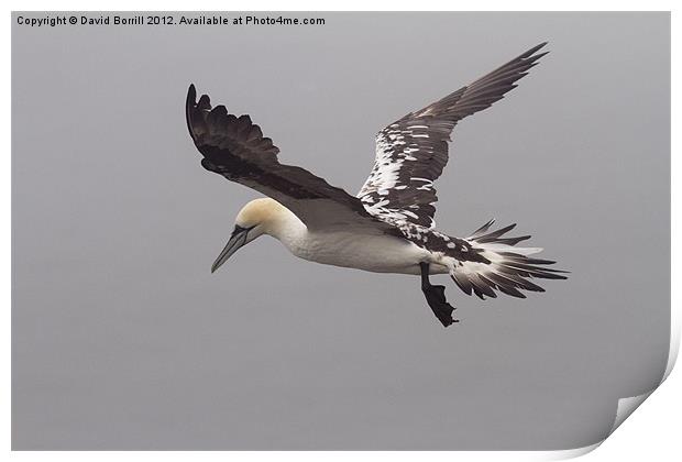 Young Gannet in Flight Print by David Borrill