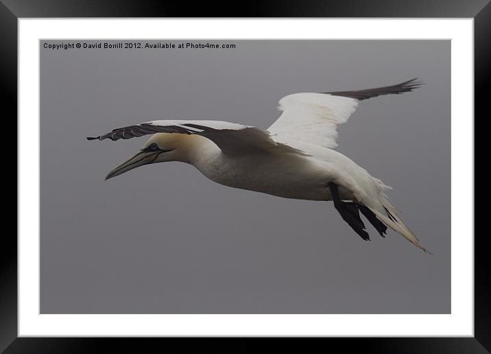 Gannet in Flight Framed Mounted Print by David Borrill