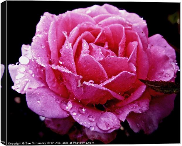 Pink rose after the rain Canvas Print by Sue Bottomley