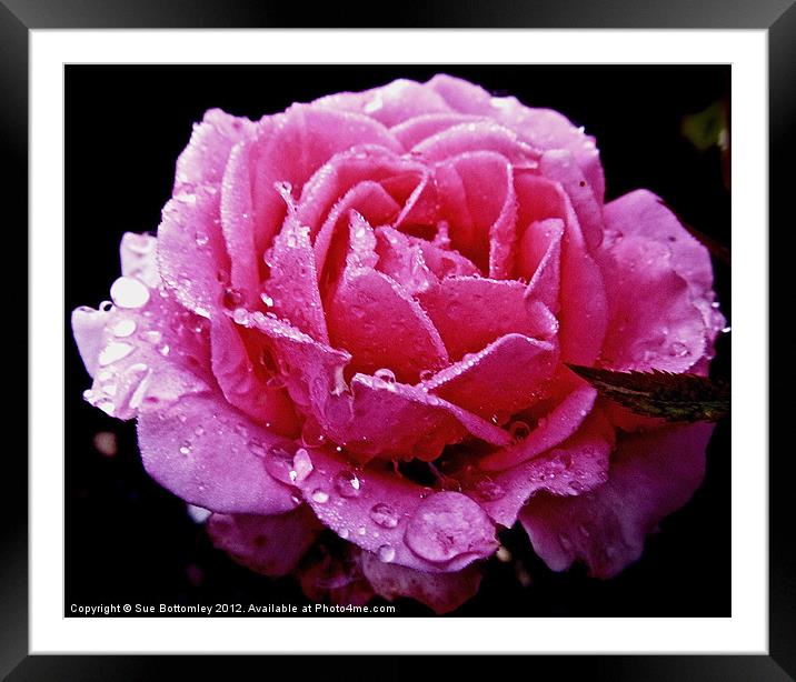 Pink rose after the rain Framed Mounted Print by Sue Bottomley