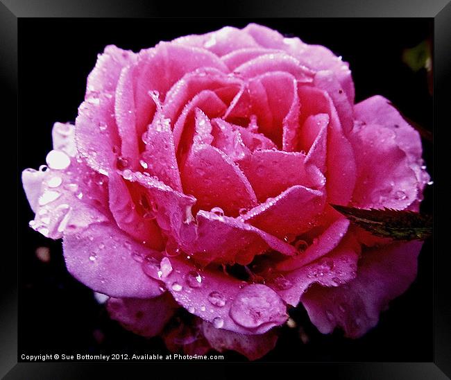 Pink rose after the rain Framed Print by Sue Bottomley