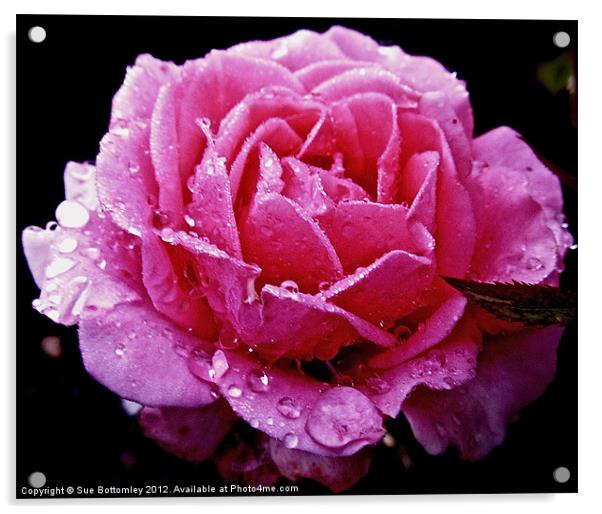 Pink rose after the rain Acrylic by Sue Bottomley
