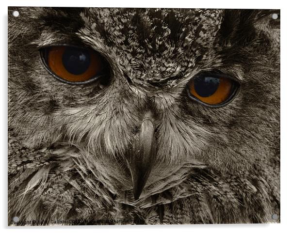 Eagle Owl Bird Of Prey Acrylic by Julie  Chambers