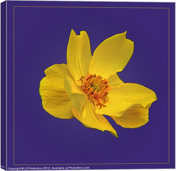 Yellow Globe Flower on Blue Canvas Print by LIZ Alderdice